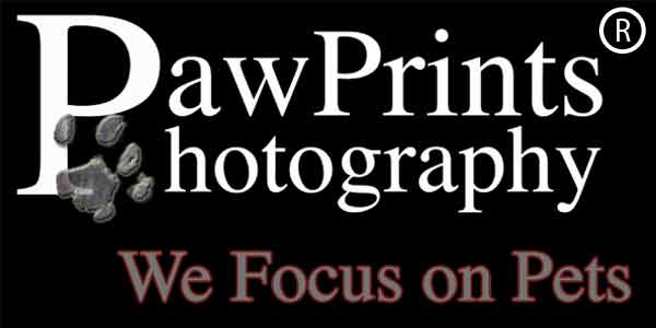 pet photography